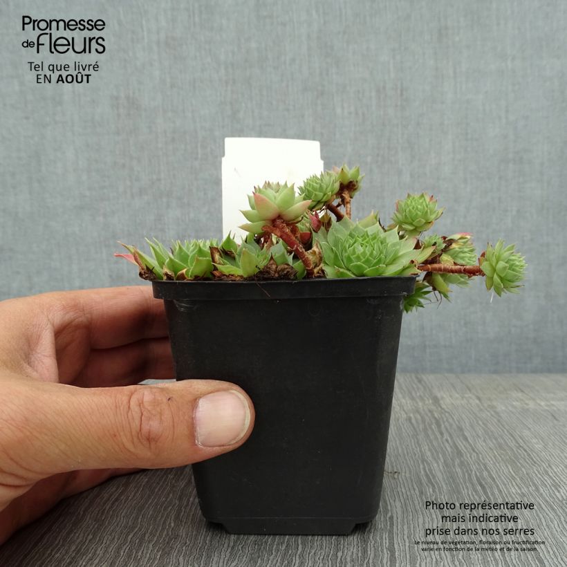 Esemplare di Sempervivum Gay Jester - Semprevivo Vasetto da 8/9 cm consegnato in estate