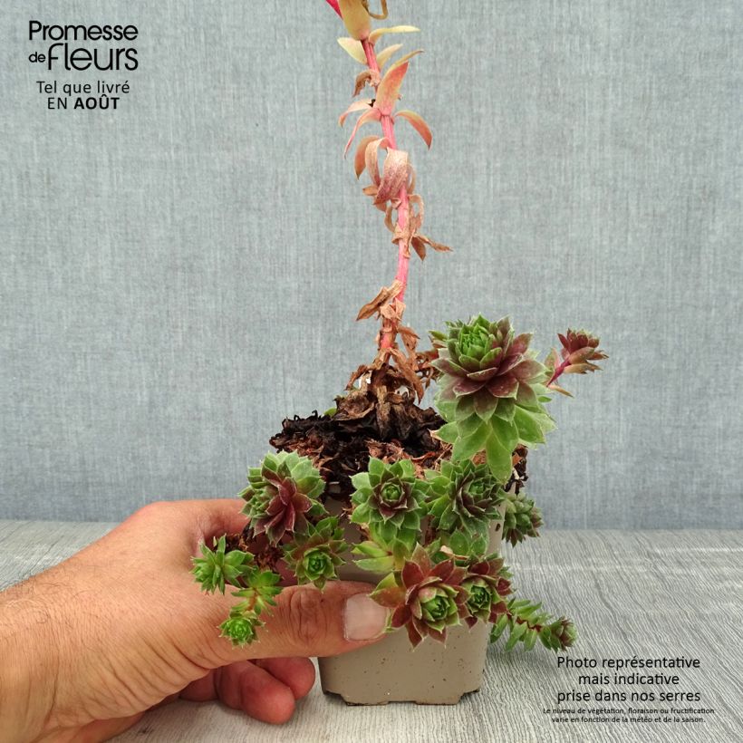 Esemplare di Sempervivum Granat - Semprevivo Vasetto da 8/9 cm consegnato in estate