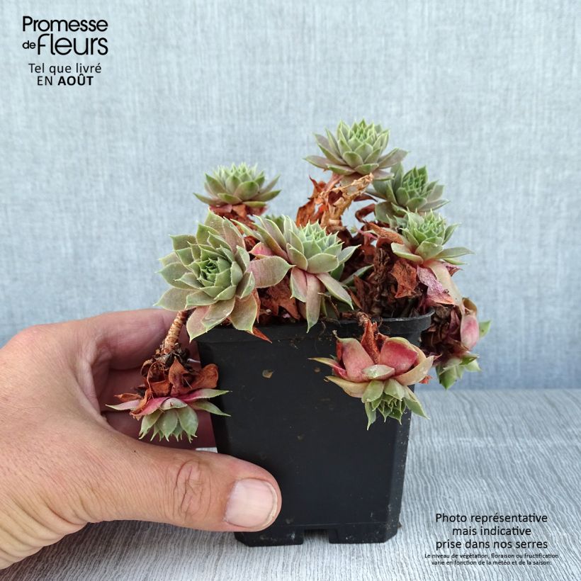 Esemplare di Sempervivum Othello - Semprevivo Vasetto da 8/9 cm consegnato in estate