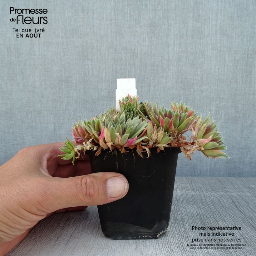 Esemplare di Sempervivum Pilatus - Semprevivo Vasetto da 8/9 cm consegnato in estate