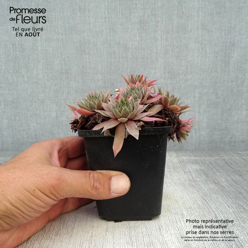 Esemplare di Sempervivum Purple Beauty - Semprevivo Vasetto da 8/9 cm consegnato in estate