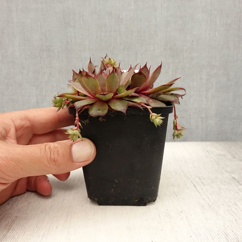 Esemplare di Sempervivum Rauher Kulm - Semprevivo Vasetto da 8/9 cm consegnato in estate