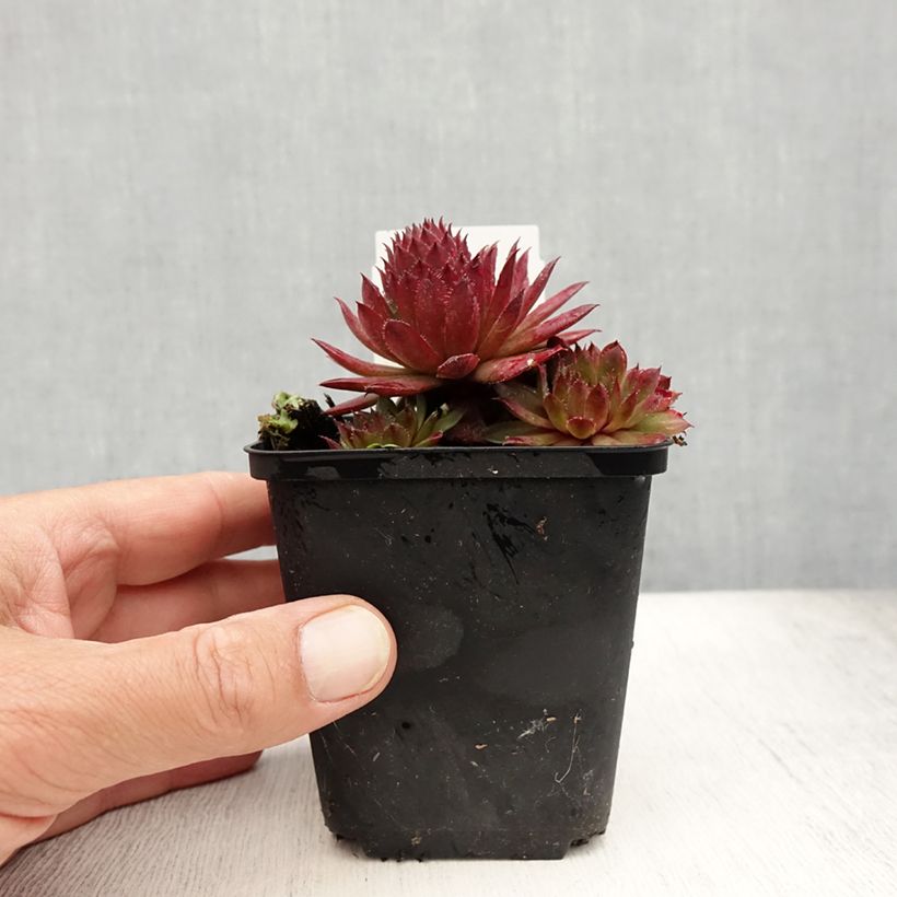 Esemplare di Sempervivum Santis - Semprevivo Vasetto da 8/9 cm consegnato in estate