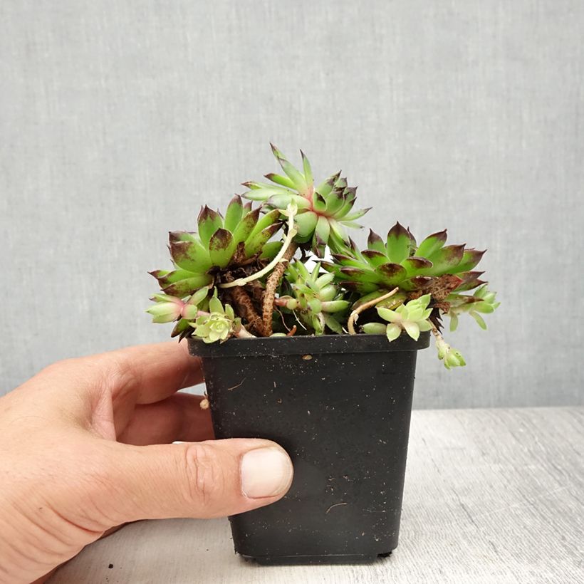 Esemplare di Sempervivum tectorum - Semprevivo maggiore Vasetto da 8/9 cm consegnato in estate