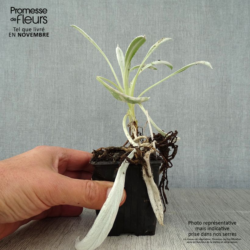 Esemplare di Senecio Donkey's Ears Vasetto da 8/9 cm come consegnato in autunno