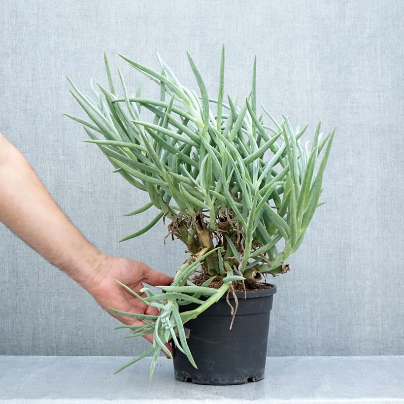 Esemplare di Senecio ficoides Vaso da 2L/3L consegnato in estate