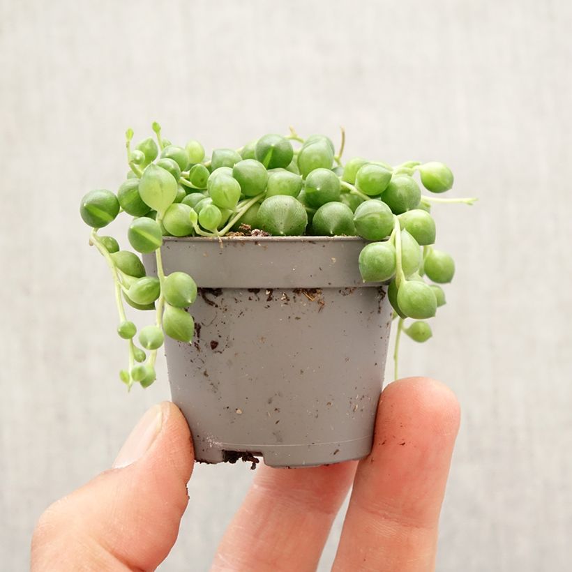 Pianta del rosario - Senecio herreianus Mini-plante esemplare consegnato in primavera