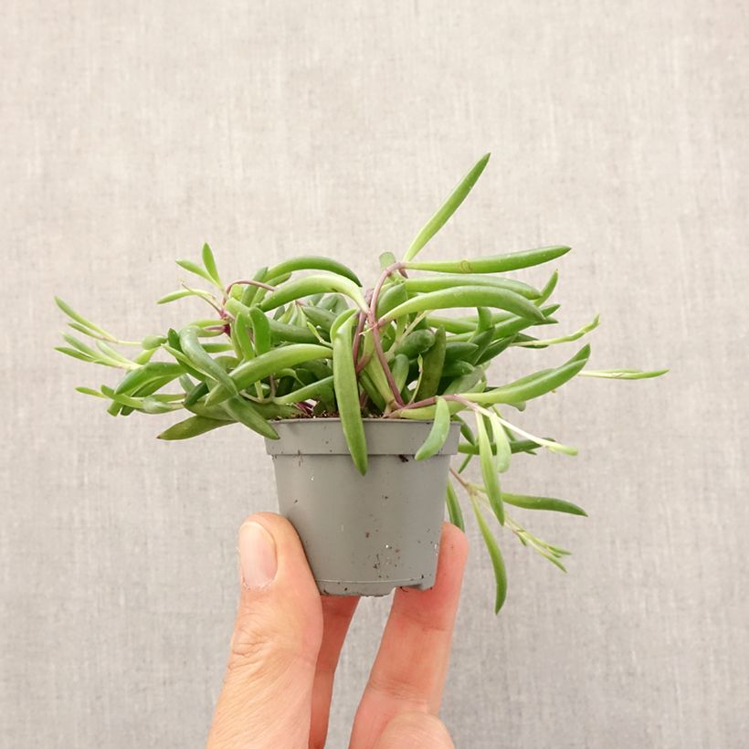 Pianta del rosario - Senecio herreianus Purple Flush Mini-plante esemplare consegnato in primavera