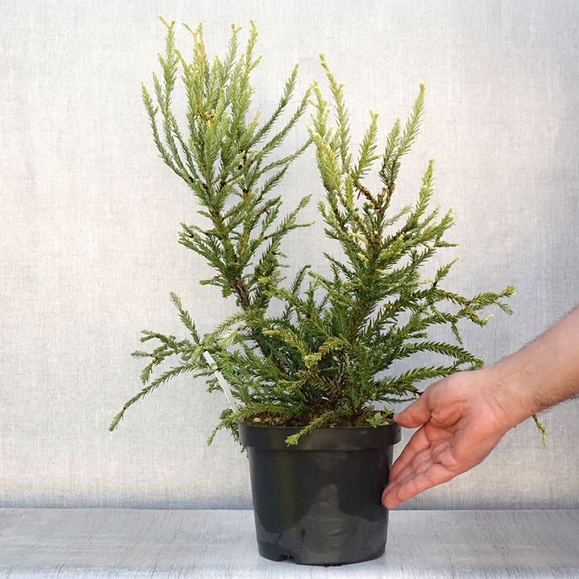 Esemplare di Sequoia sempervirens Adpressa Vaso da 3L/4L consegnato in estate