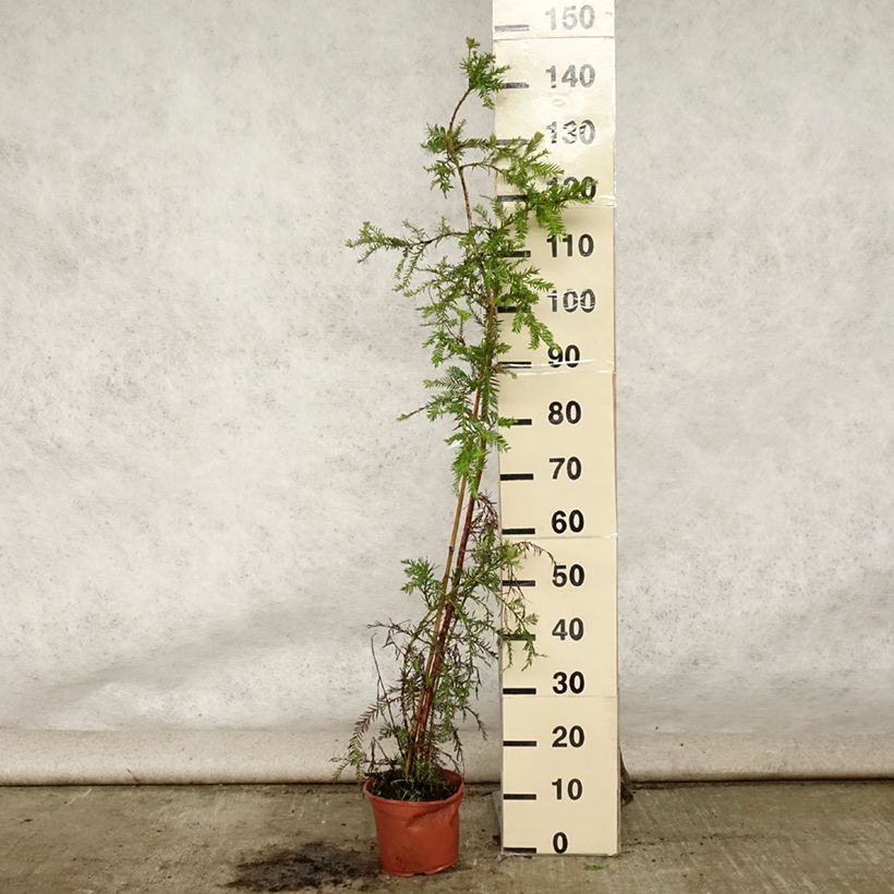 Esemplare di Sequoia sempervirens Vaso da 3L/4L consegnato in estate