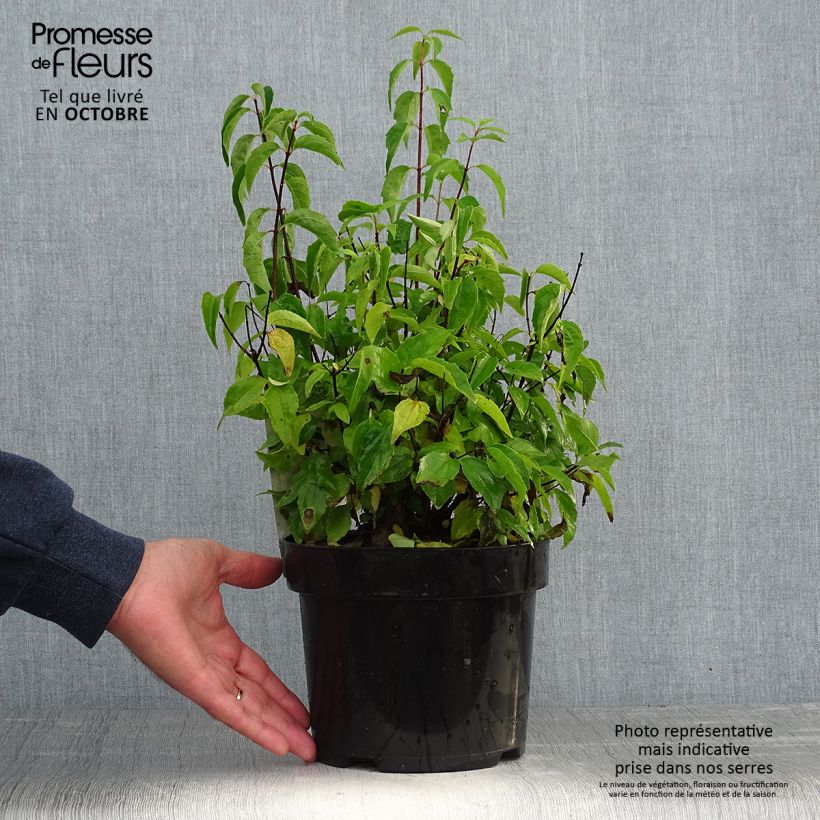 Esemplare di Philadelphus virginalis Albâtre - Filadelfo Vaso da 3L/4L come consegnato in autunno