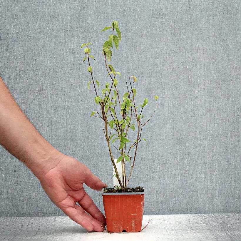 Esemplare di Philadelphus lemoinei - Filadelfo Vasetto da 8/9 cm consegnato in estate