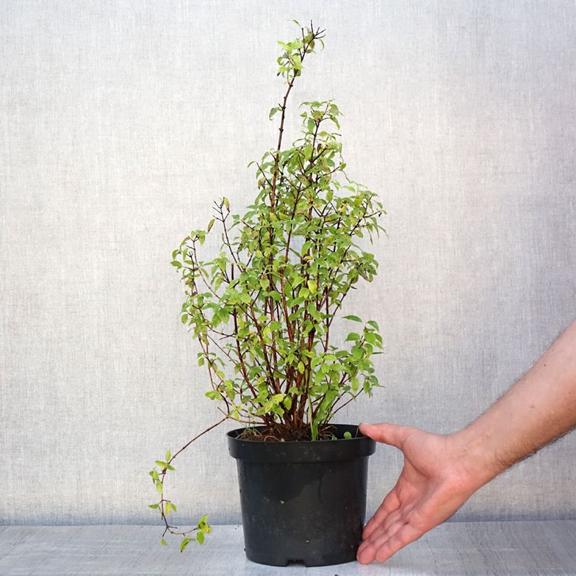 Esemplare di Philadelphus lemoinei - Filadelfo Vaso da 3L/4L consegnato in estate