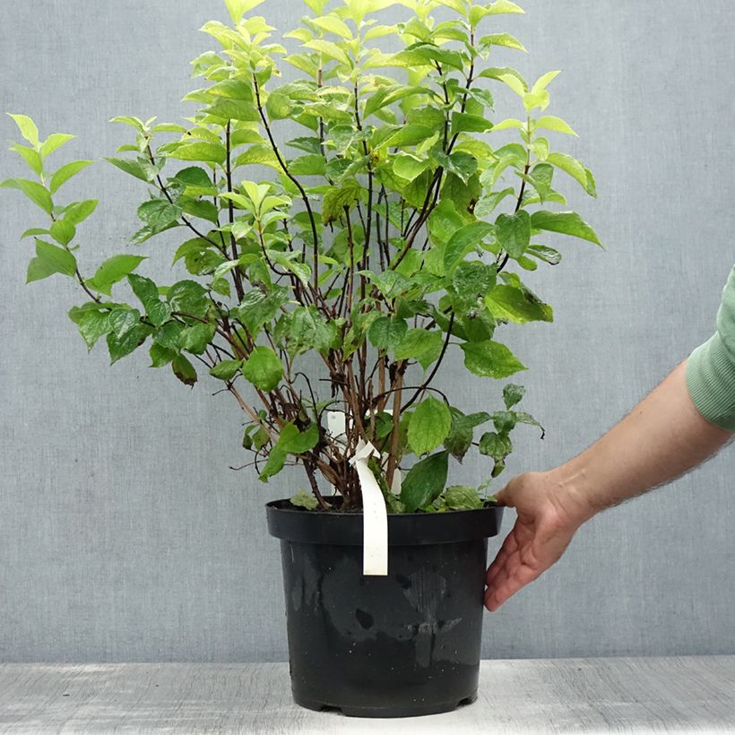 Esemplare di Philadelphus Aureus - Fior d'angiolo Vaso da 7,5L/10L consegnato in estate