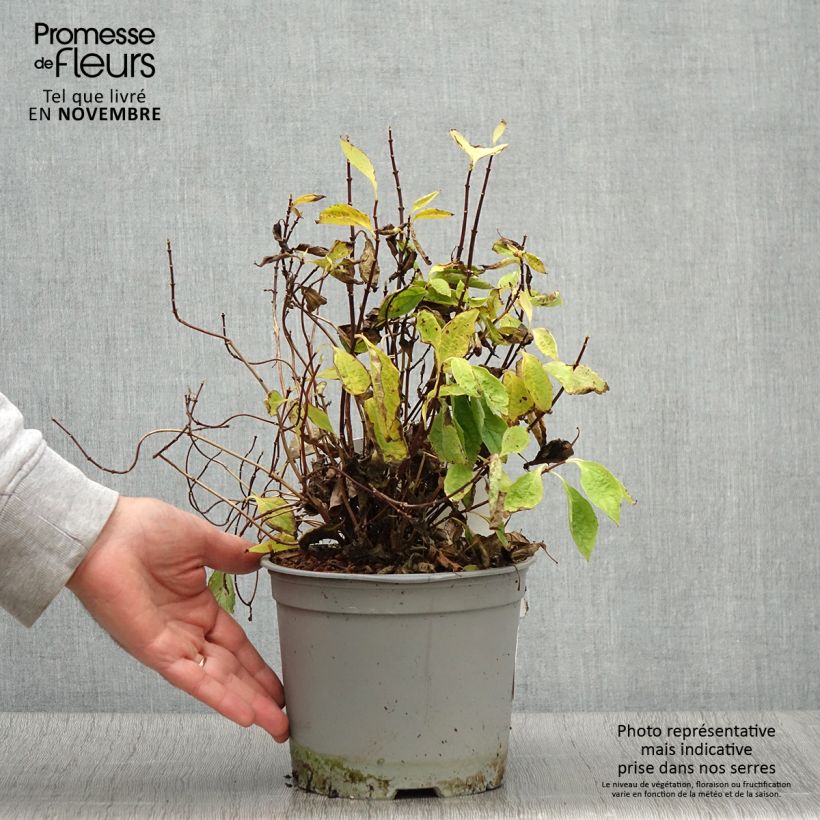 Esemplare di Philadelphus Kostelec WB - Fior d'angiolo Vaso da 3L/4L come consegnato in autunno