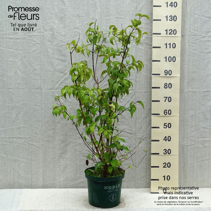 Esemplare di Philadelphus Starbright - Filadelfo Vaso da 7,5L/10L consegnato in estate