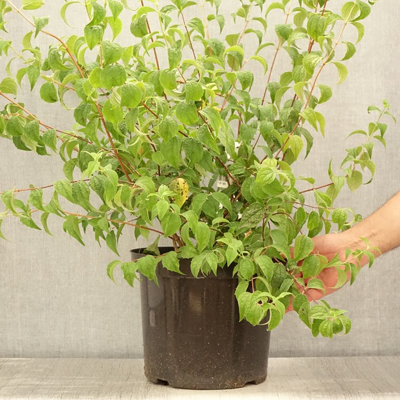 Esemplare di Philadelphus Beauclerk - Filadelfo Vaso da 7,5L/10L consegnato in estate