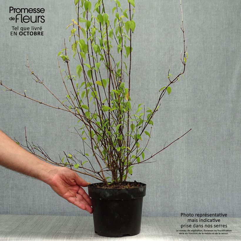 Esemplare di Philadelphus Mont Blanc - Filadelfo Vaso da 3L/4L come consegnato in autunno