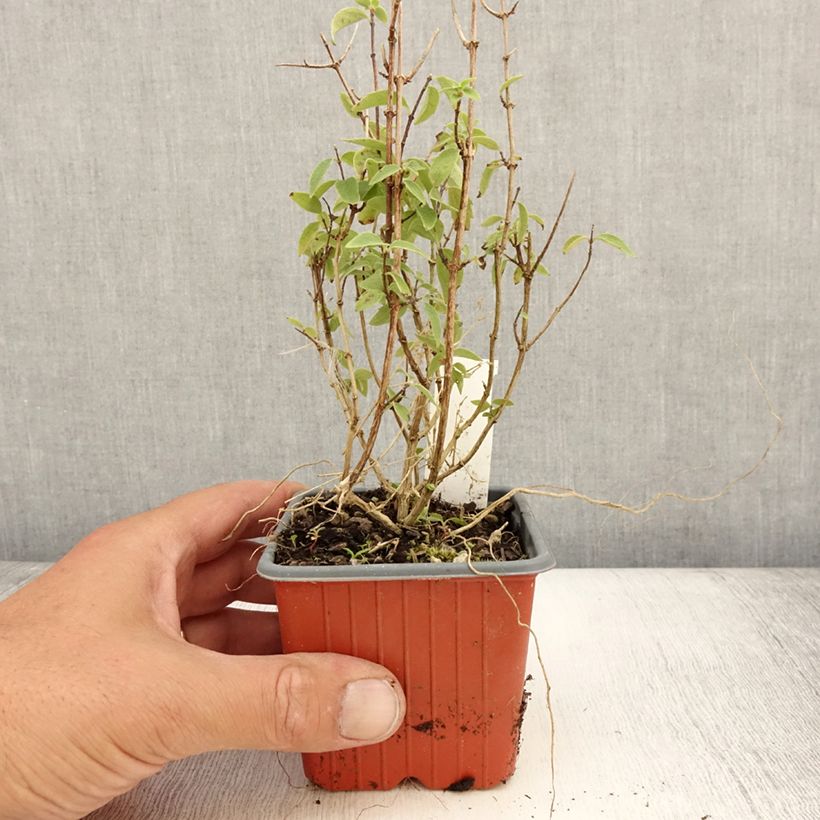 Esemplare di Philadelphus lemoinei Silberregen - Filadelfo Vasetto da 8/9 cm consegnato in estate