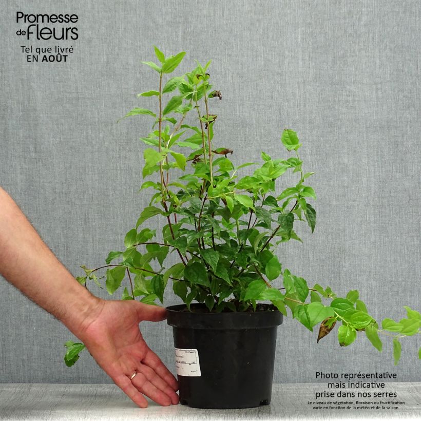 Esemplare di Philadelphus Snowbelle - Filadelfo Vaso da 2L/3L consegnato in estate