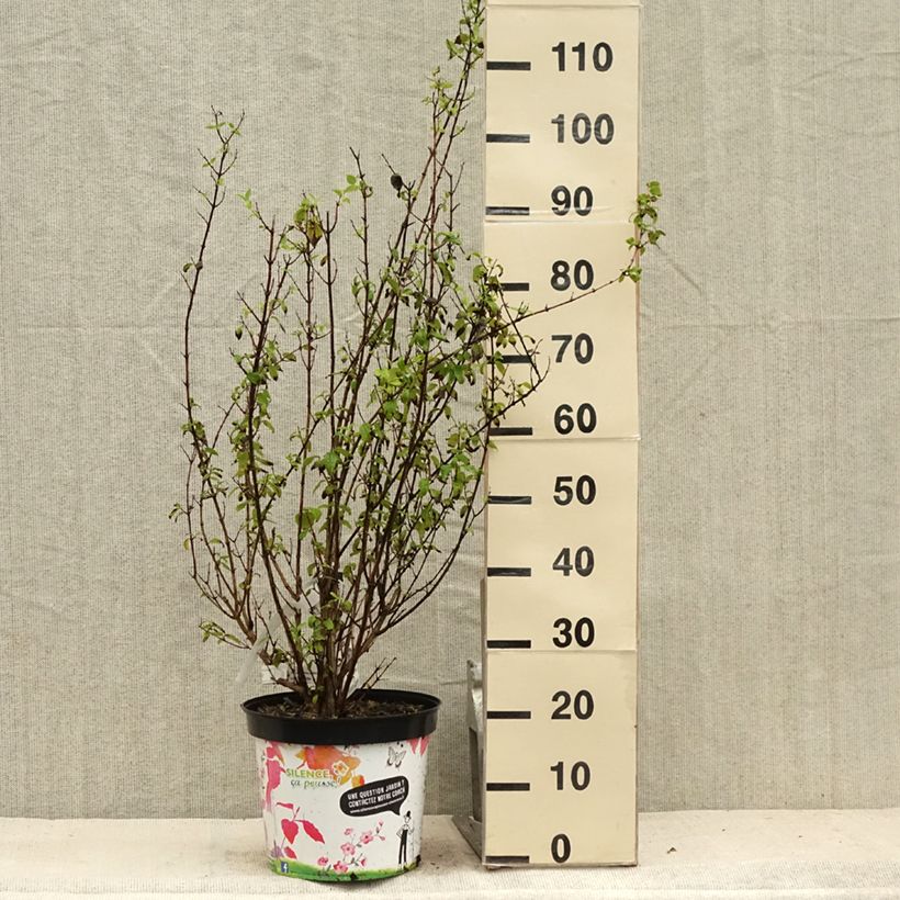 Esemplare di Philadelphus Snowbelle - Filadelfo Vaso da 7,5L/10L consegnato in estate
