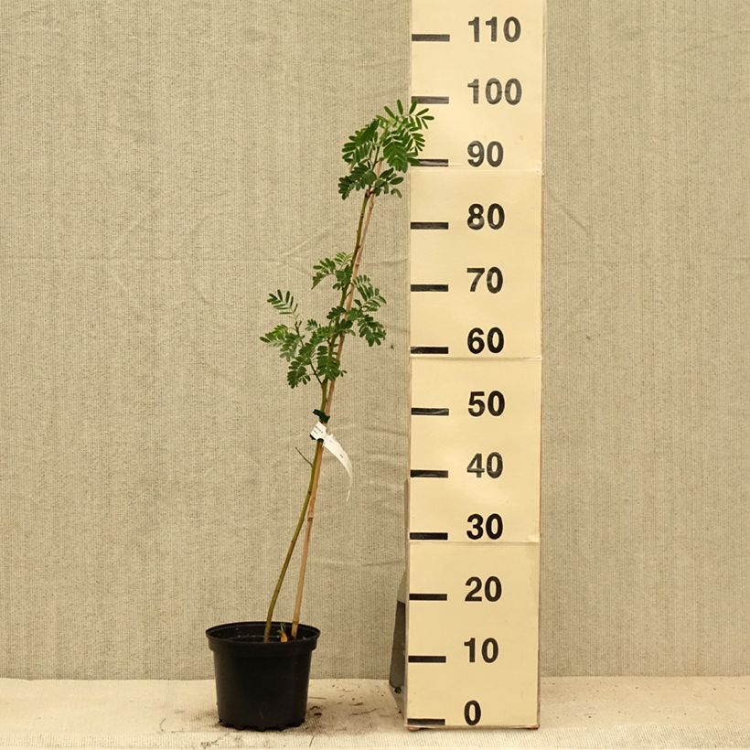 Esemplare di Sesbania punicea - Sesbania porporina Vaso da 2L/3L consegnato in estate