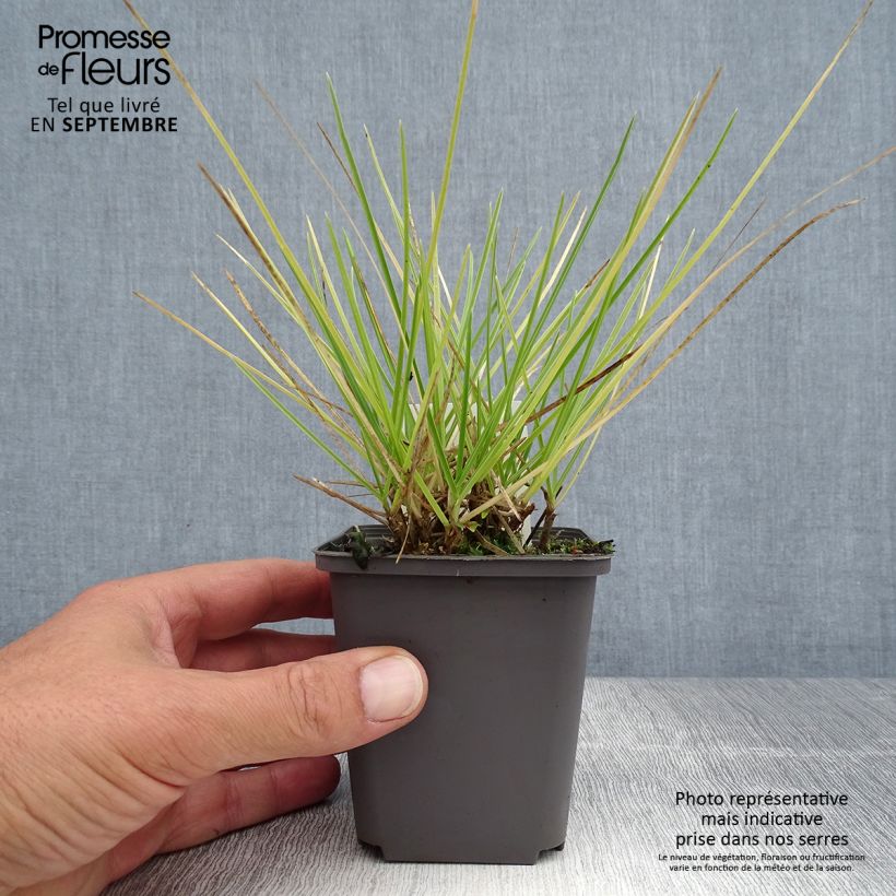 Esemplare di Sesleria autumnalis - Sesleria d'autunno Vasetto da 8/9 cm consegnato in estate