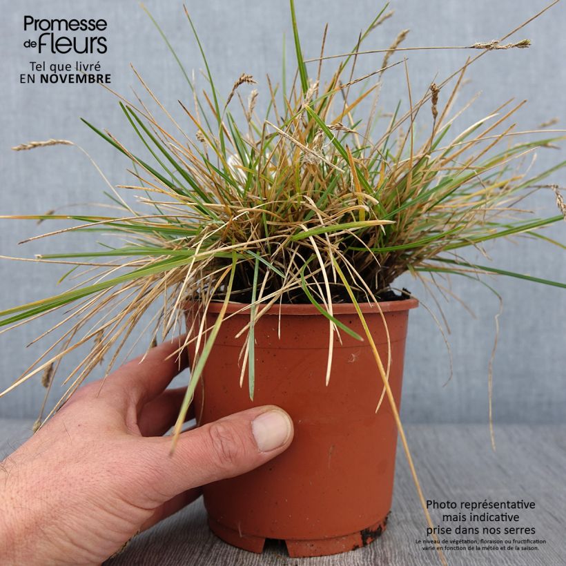 Esemplare di Sesleria caerulea - Sesleria comune Vaso da 1L/1,5L come consegnato in autunno