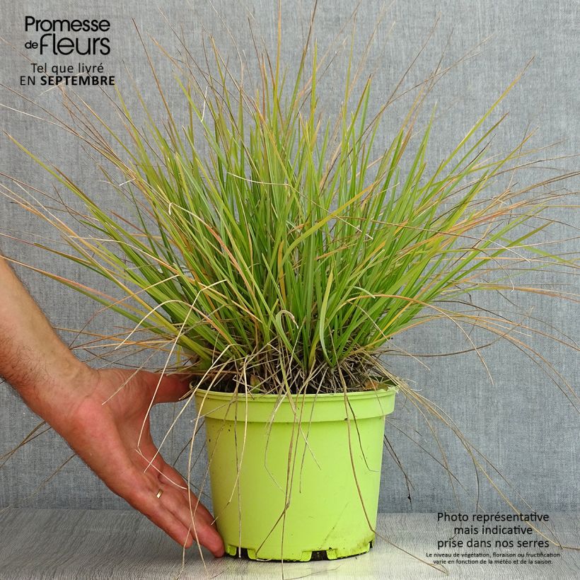 Esemplare di Sesleria heufleriana Vaso da 2L/3L consegnato in estate