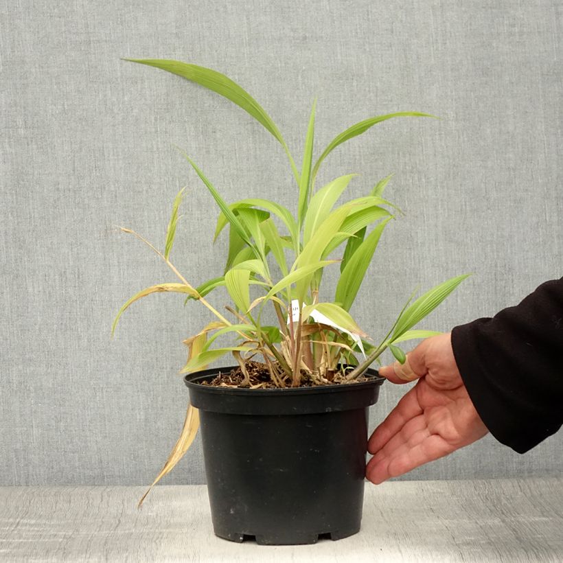Esemplare di Setaria palmifolia - Erba di palma Vaso da 2L/3L consegnato in estate