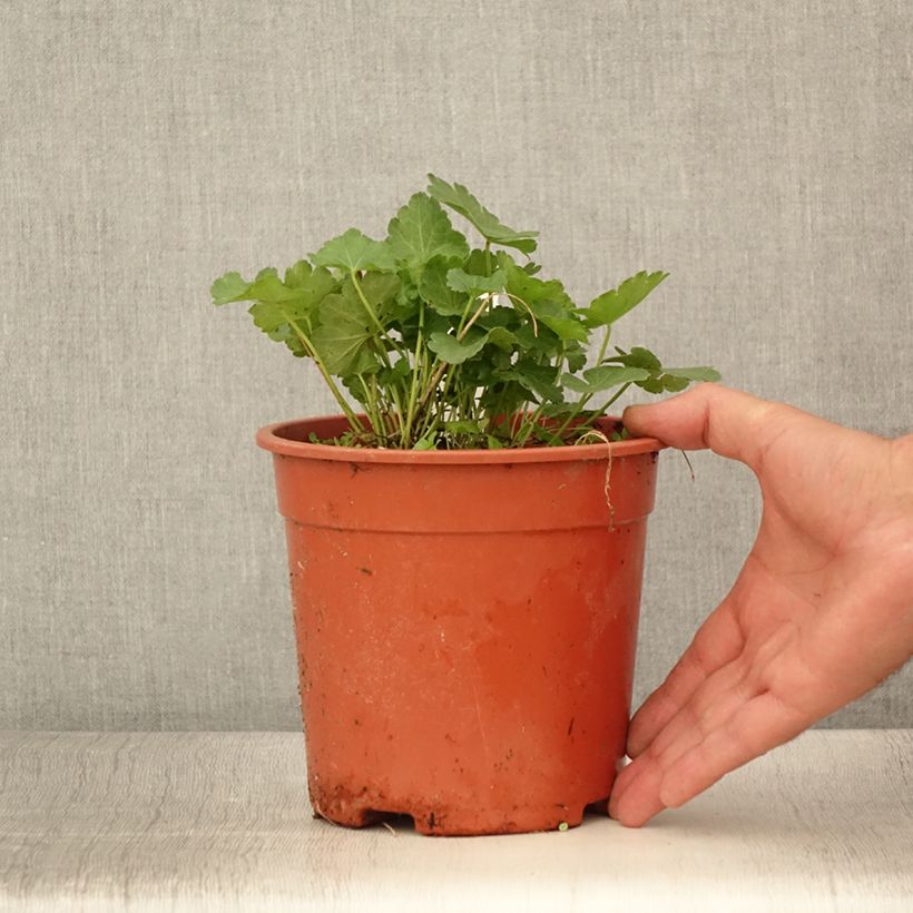 Esemplare di Sidalcea malviflora Elsie Heugh Vaso da 2L/3L consegnato in estate