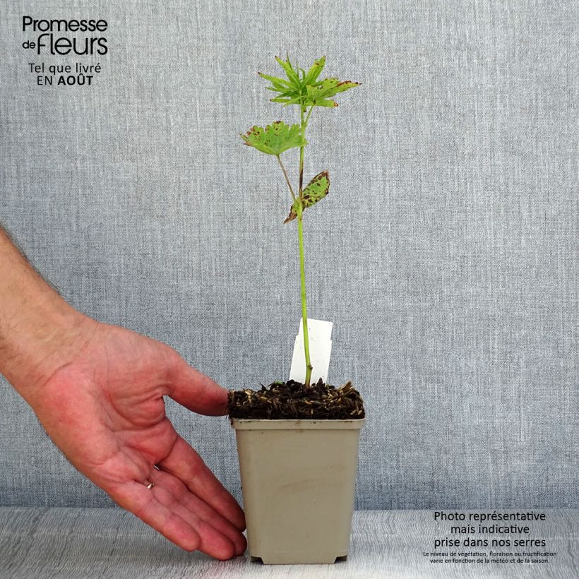 Esemplare di Sidalcea oregana Brilliant Vasetto da 8/9 cm consegnato in estate