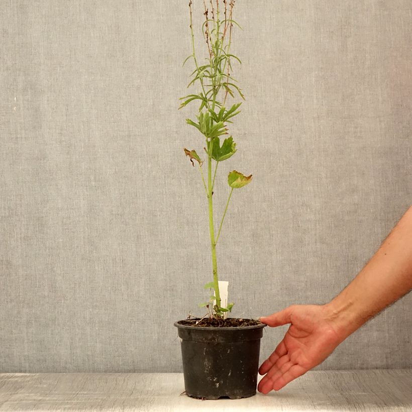Esemplare di Sidalcea oregana Brilliant Vaso da 2L/3L consegnato in estate