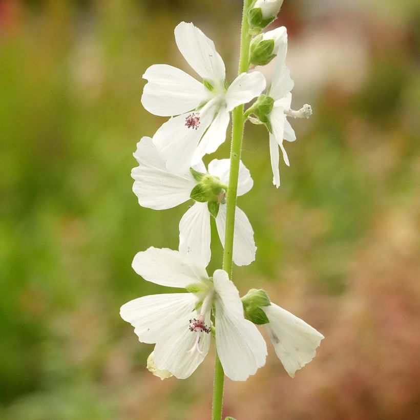 Sidalcea candida (Fioritura)