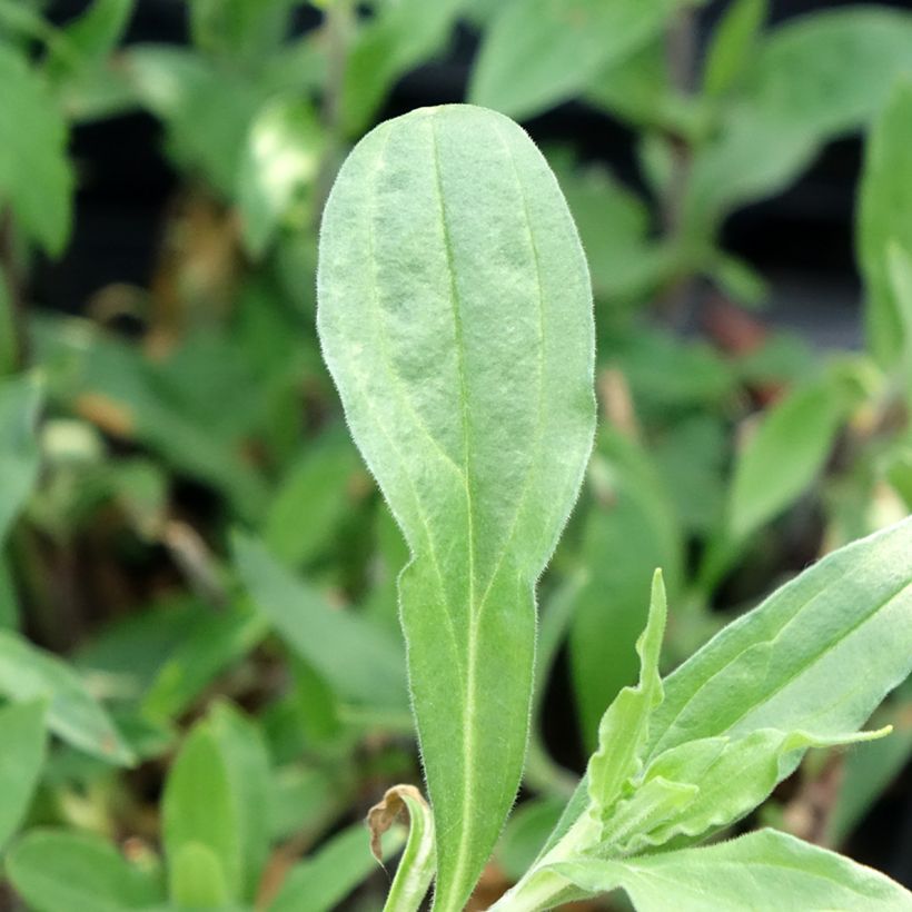 Silene latifolia subsp. alba - Compagnon blanc (Fogliame)