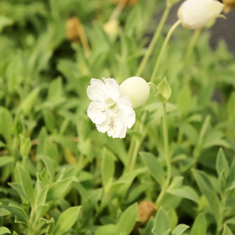 Silene uniflora Weisskehlchen (Fioritura)