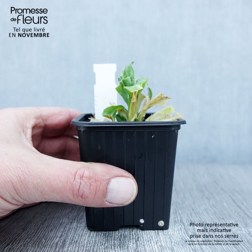Esemplare di Silene regia Vasetto da 8/9 cm come consegnato in autunno