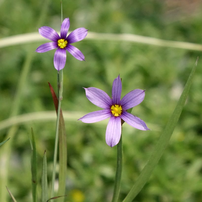Sisyrinchium bellum (Fioritura)