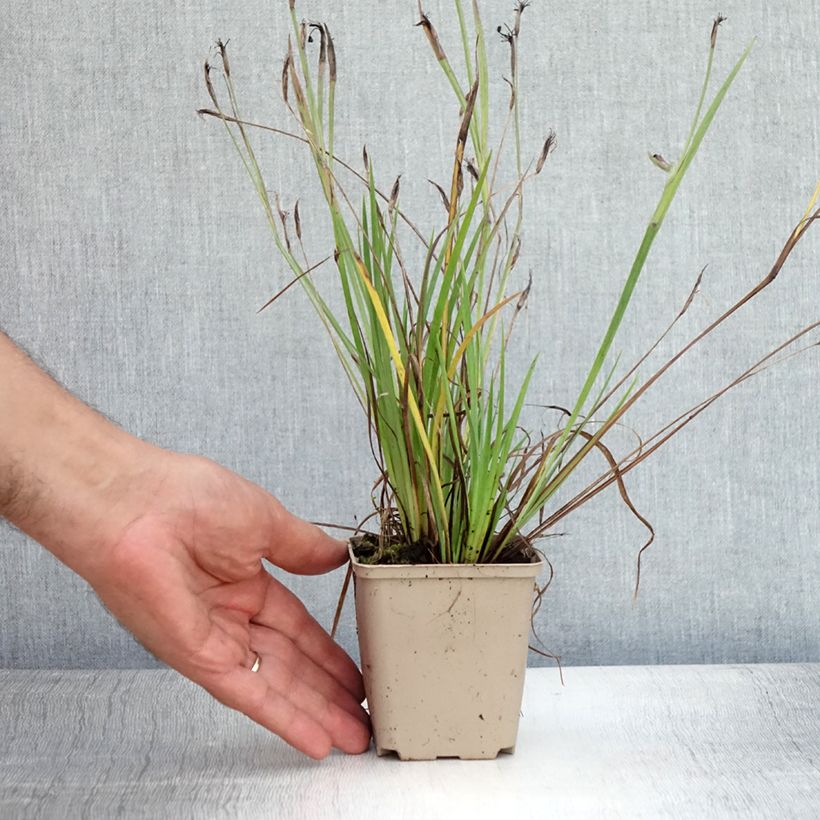 Esemplare di Sisyrinchium angustifolium Lucerne Vasetto da 8/9 cm consegnato in estate