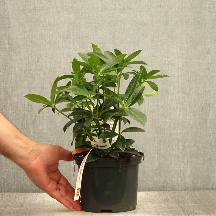 Esemplare di Skimmia japonica Fragrant Cloud Vaso da 2L/3L consegnato in estate
