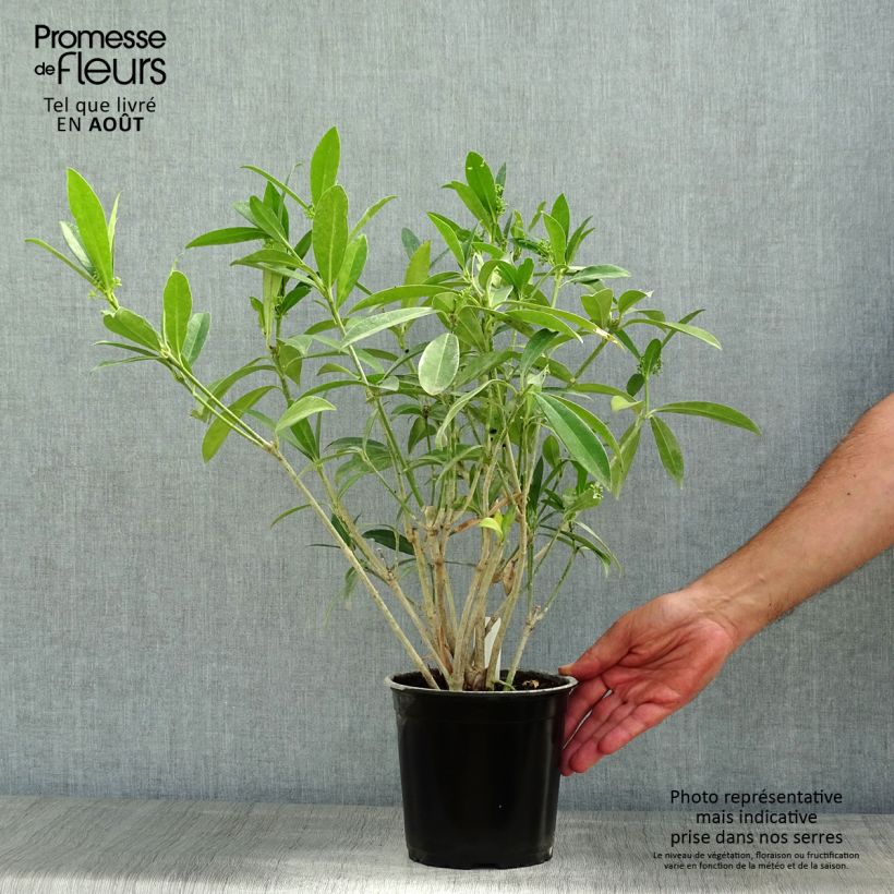 Esemplare di Skimmia japonica Kew Green Vaso da 2L/3L consegnato in estate