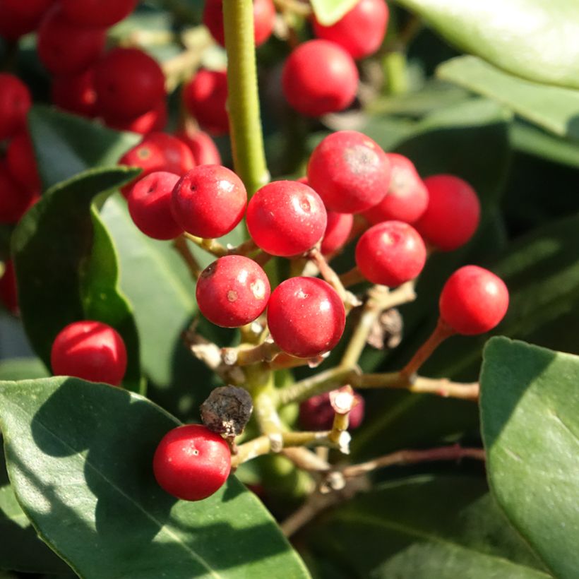 Skimmia japonica Pabella (Raccolta)