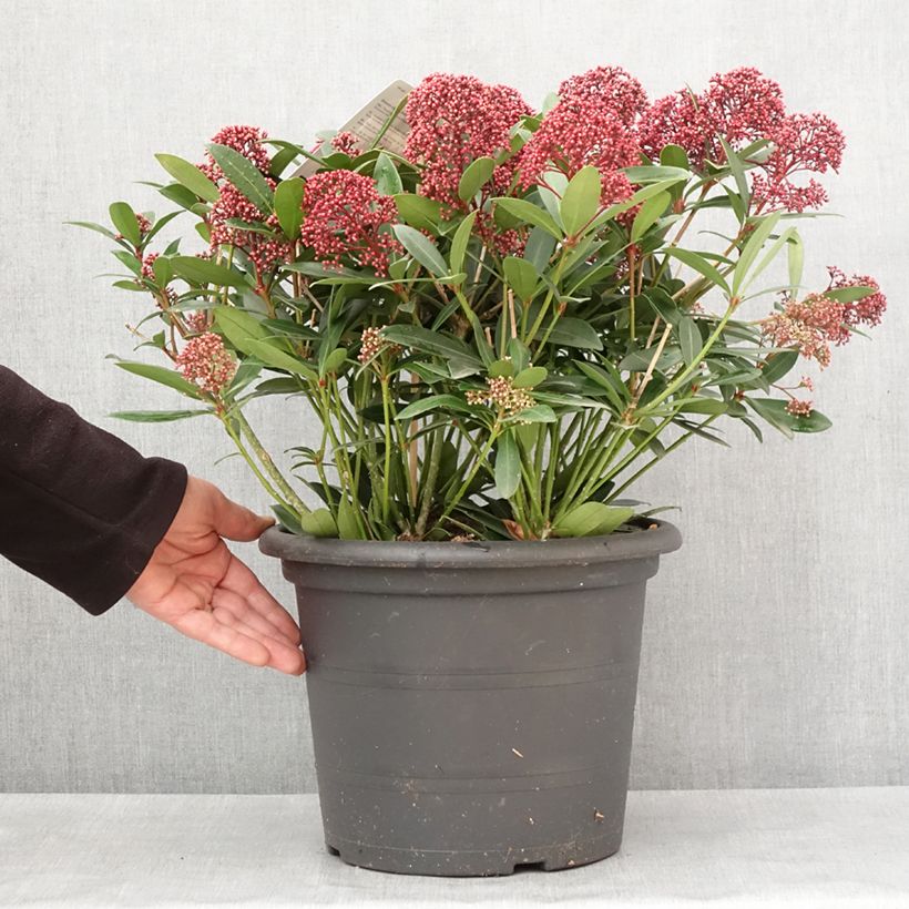 Skimmia japonica Rubella Vaso da 7,5L/10L esemplare consegnato in inverno