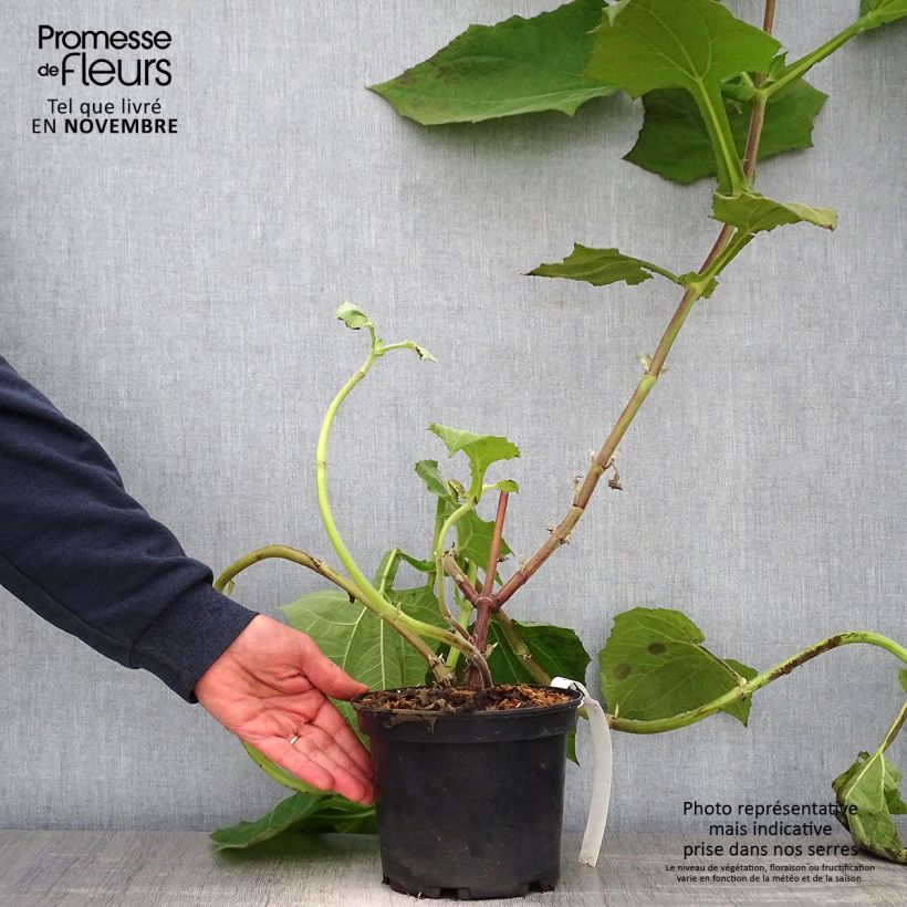 Esemplare di Yacón Red Vaso da 3L/4L come consegnato in autunno