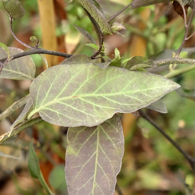 Solanum jasminoides - Gelsomino di notte (Fogliame)