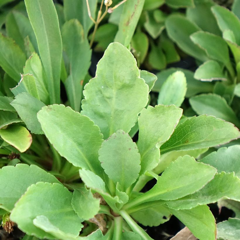 Solidago cutleri - Verga d'oro (Fogliame)