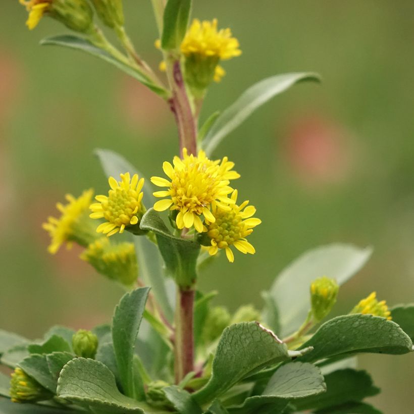 Solidago cutleri - Verga d'oro (Fioritura)