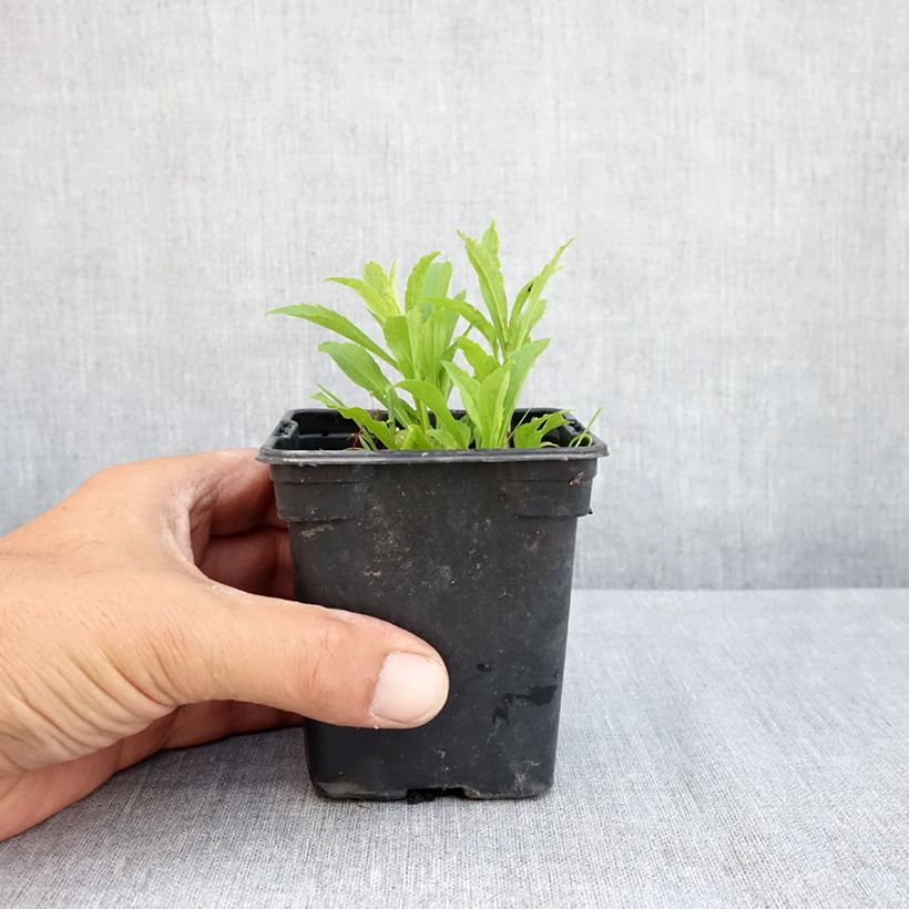 Esemplare di Solidago canadensis Gold King - Verga d'oro del Canadà Vasetto da 7/8 cm consegnato in estate