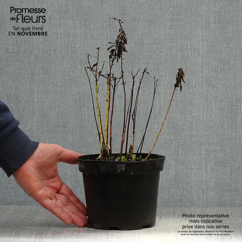 Esemplare di Solidago canadensis Gold King - Verga d'oro del Canadà Vaso da 2L/3L come consegnato in autunno