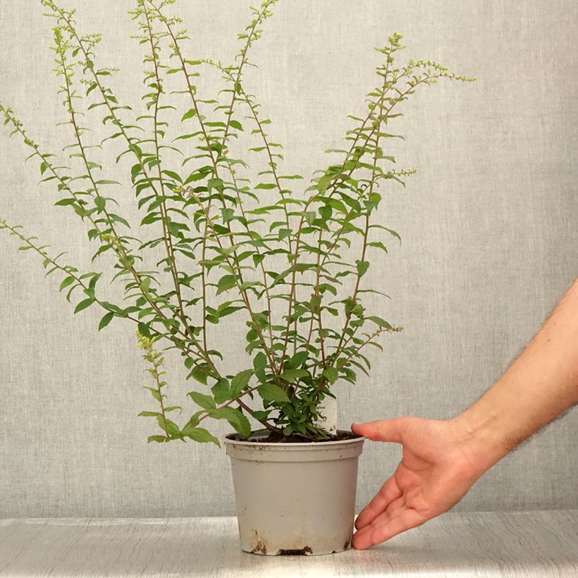 Esemplare di Solidago rugosa Fireworks - Verga d'oro Vaso da 2L/3L consegnato in estate